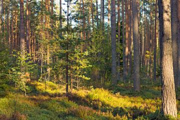 Особый противопожарный режим отменили в одном из округов Карелии