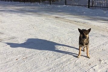 Бездомных животных отловят в Калевальском районе