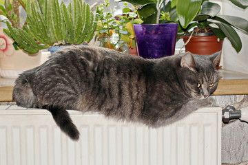 На грани: синоптики рассказали о перспективах отключения тепла в Петрозаводске