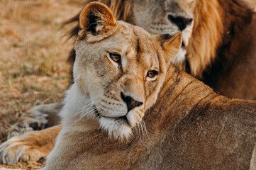 Карельский зоопарк подготовил выступления львиц к летнему сезону