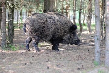 Сезон охоты на кабанов откроют в Карелии