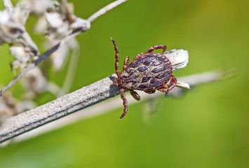 Более пятисот жителей Карелии обратились в больницы после нападения клещей