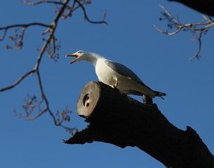 Шумную соседку оштрафовали в Беломорском округе за дебоши по ночам