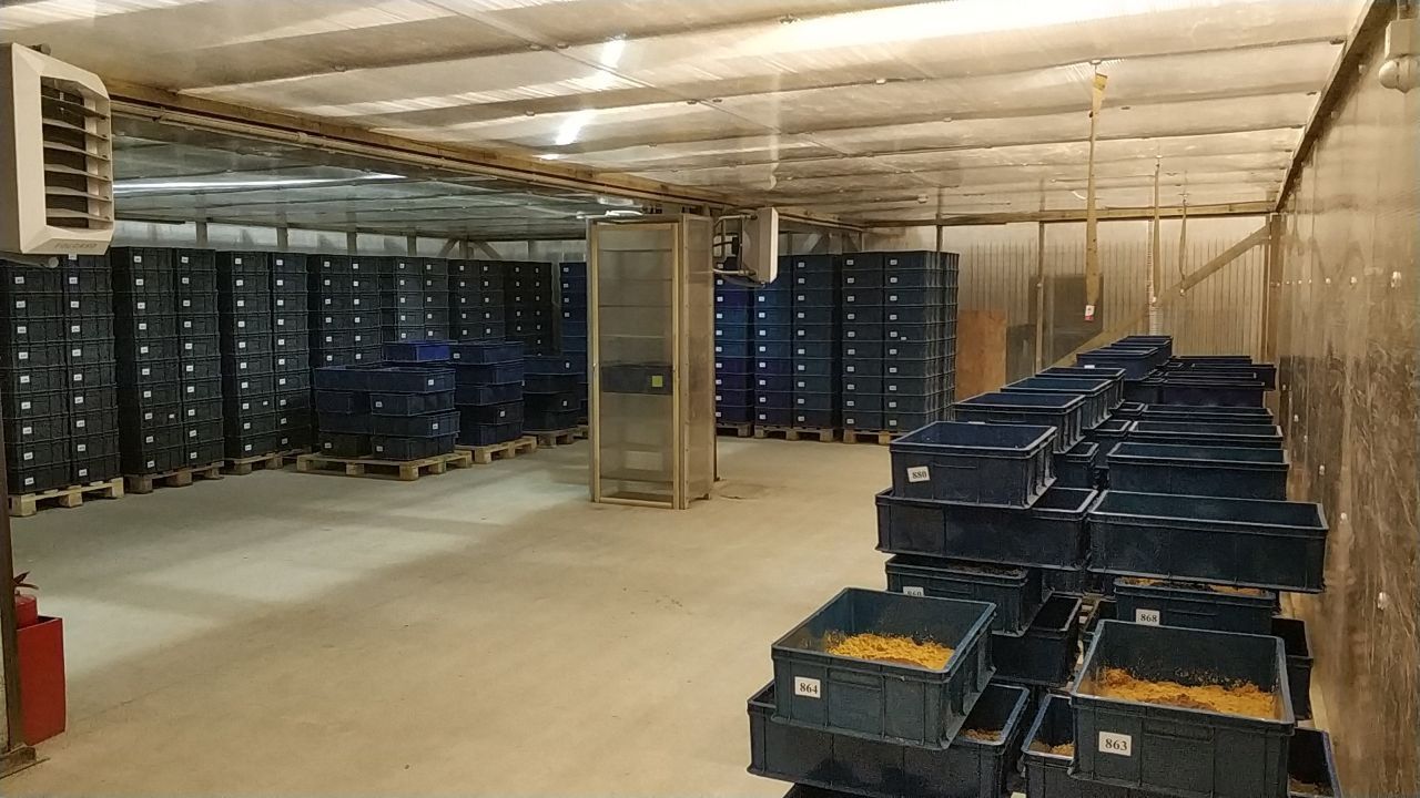 В Карелии испытают корма и удобрения из личинок мух