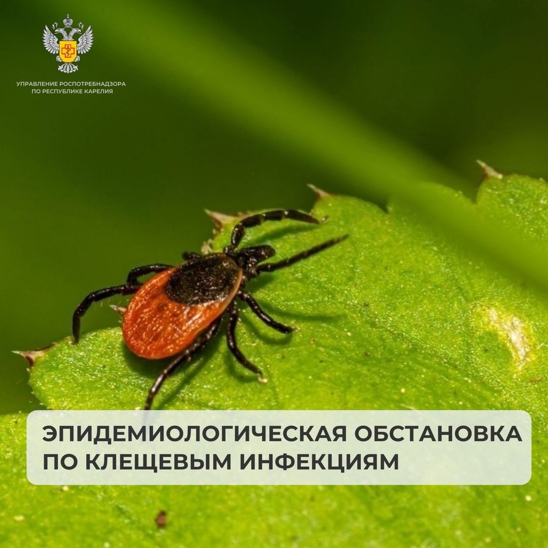 За неделю в Карелии клещи покусали 12 детей