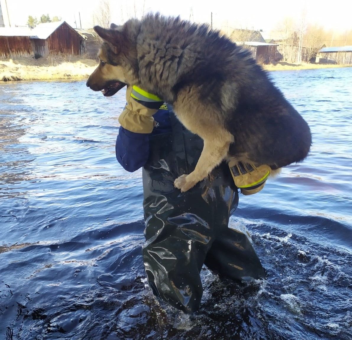 Верного пса Куная спасли пожарные (фото)