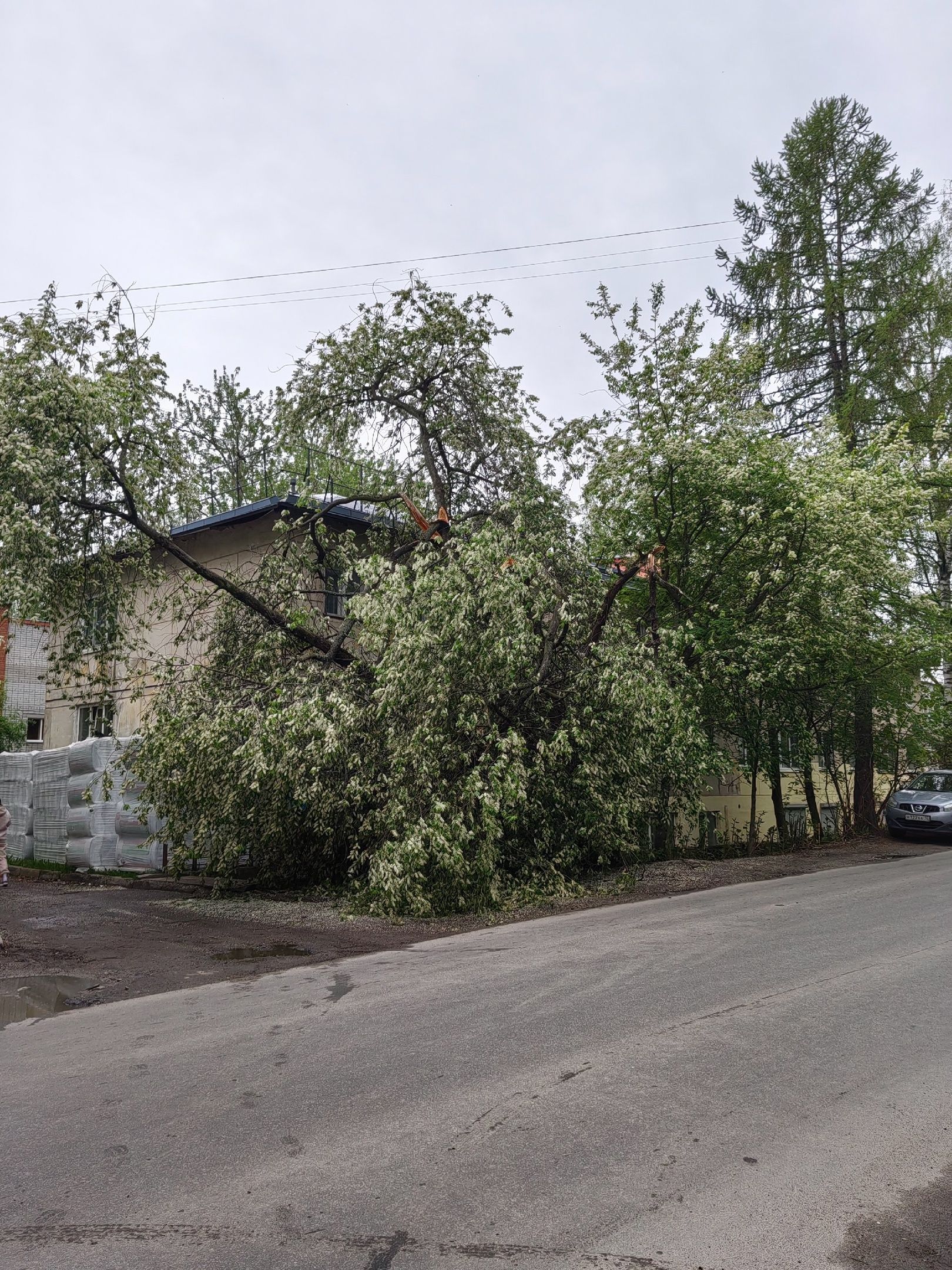Упавшее дерево загородило вход в ветклинику в Петрозаводске
