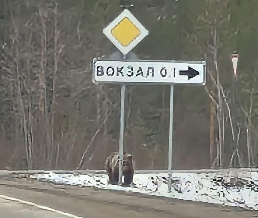 В Костомукше заметили медведя