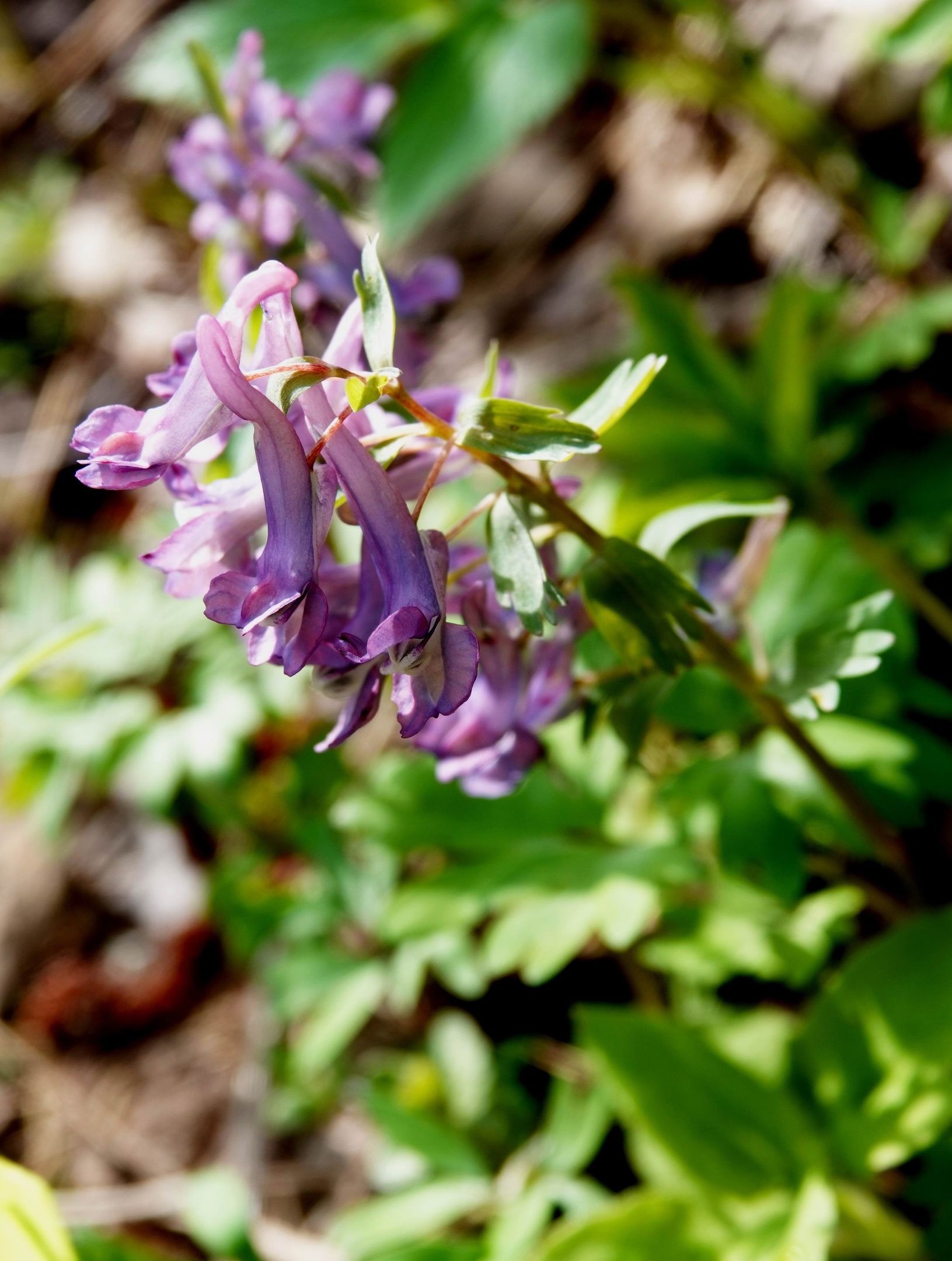 В Карелии обнаружили цветок, занесенный в Красную книгу