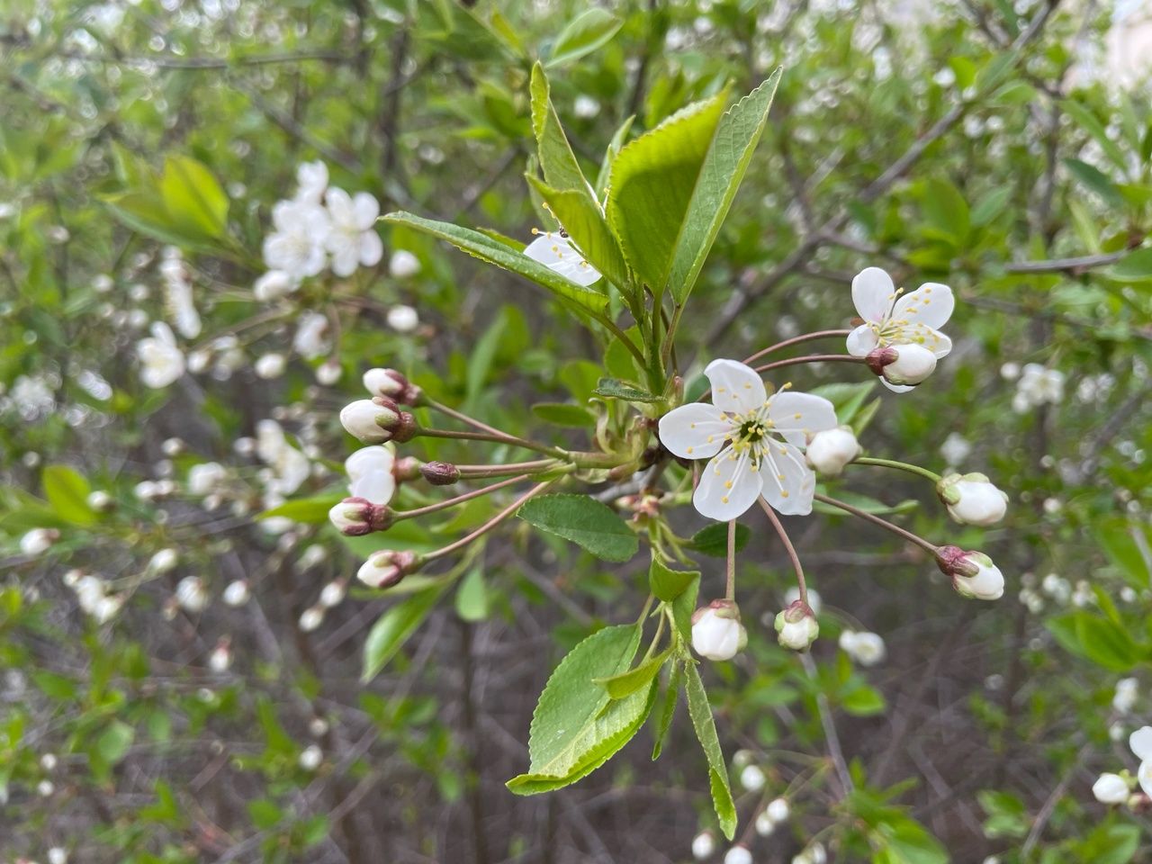 Последний день мая в Карелии будет теплым и немного дождливым