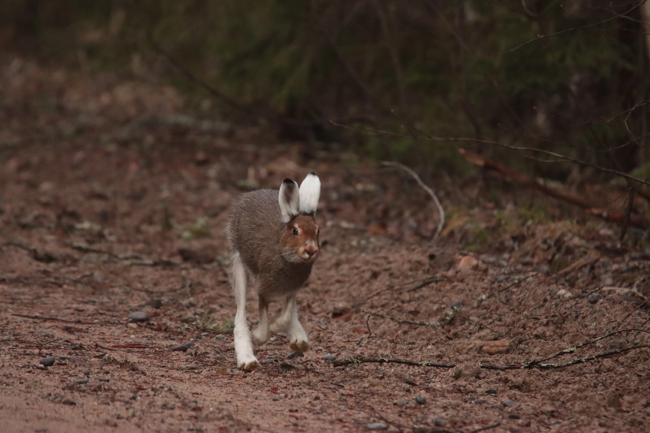 Обитатель заповедника на границе Карелии вышел на утреннюю пробежку