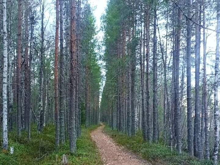 Трое суток в лесу: узнали подробности исчезновения пенсионерки на севере Карелии