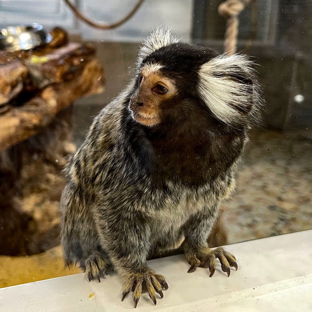 Игрунки: в Карельском зоопарке появились экзотические животные