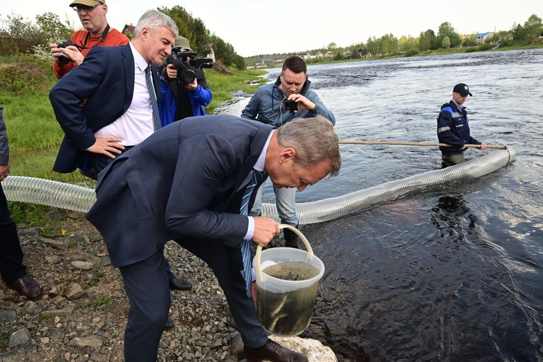 В реку Шуя в деревне Бесовец выпустили более двух тысяч мальков озерного лосося