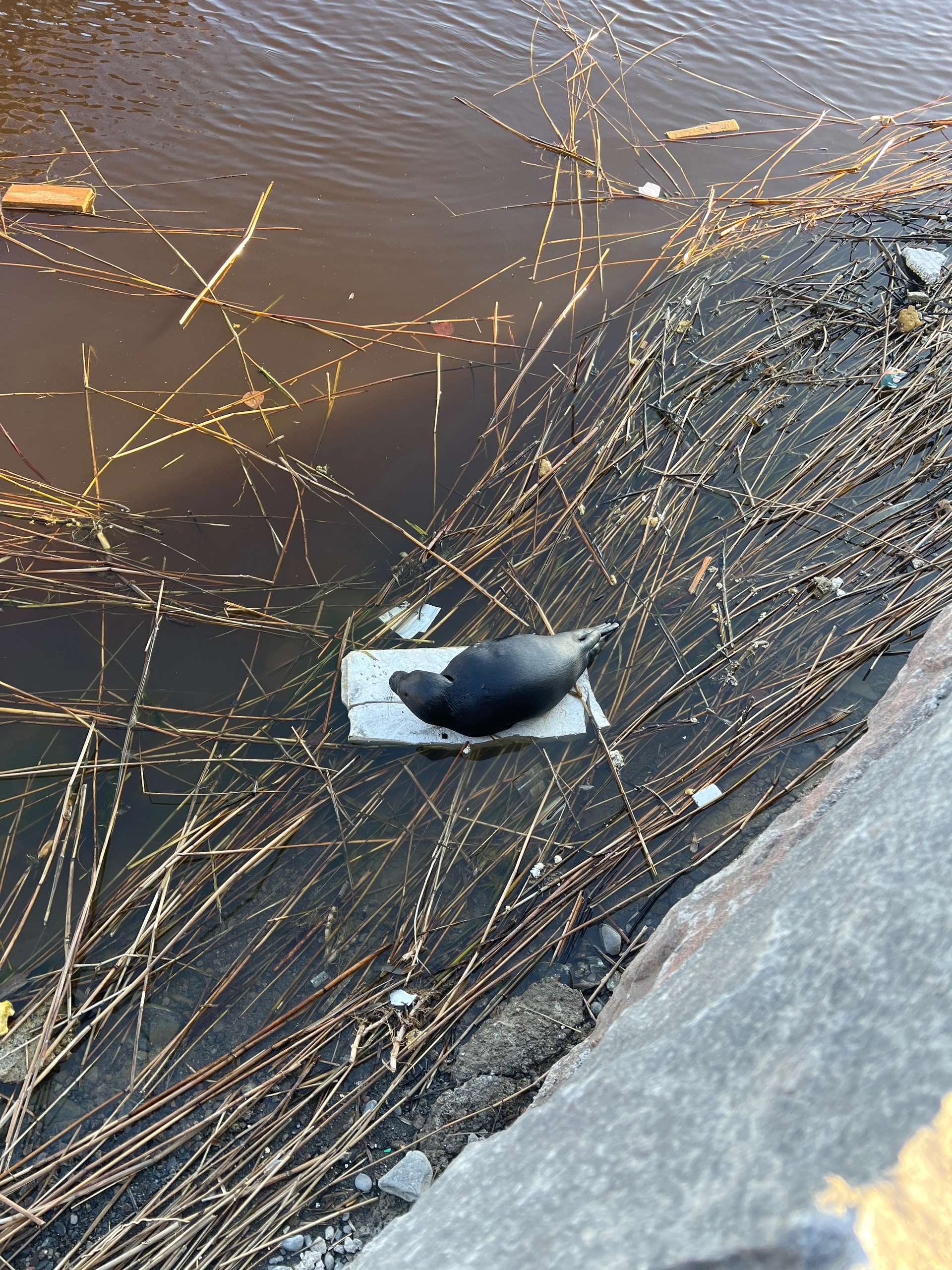 Маленькая нерпа примостилась возле набережной в городе Карелии