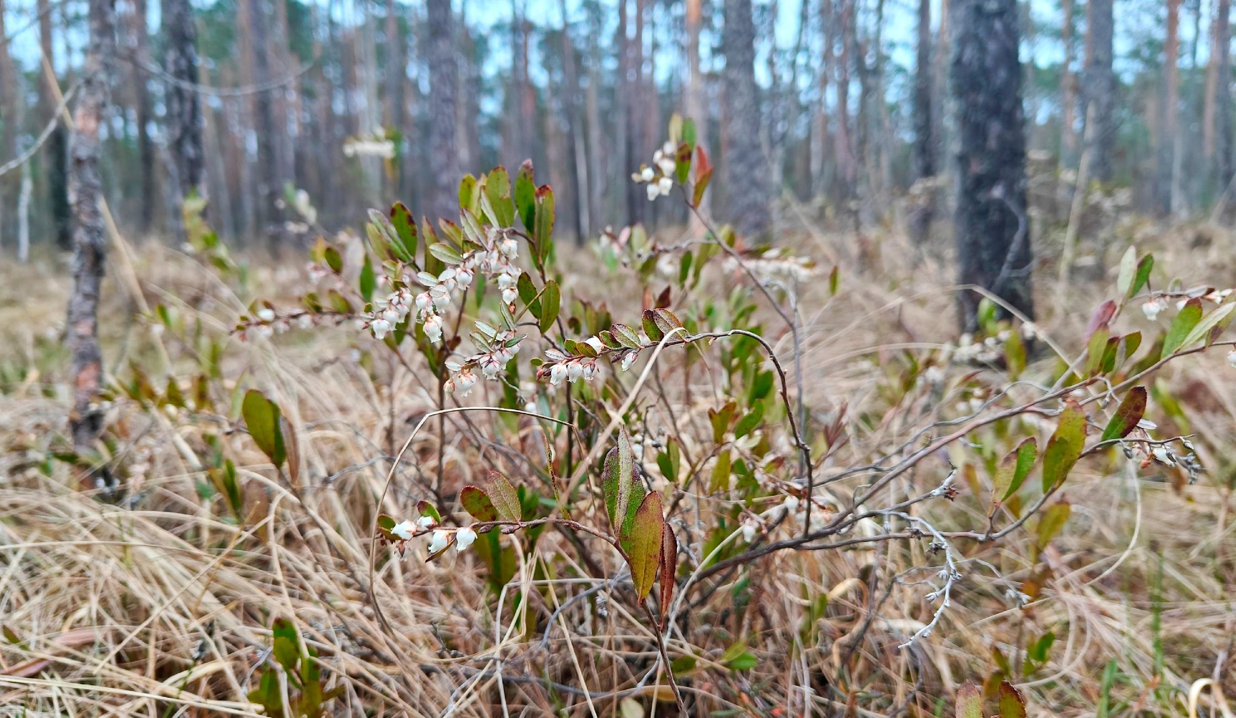 В соседнем с Карелией регионе расцвела однобокая кассандра