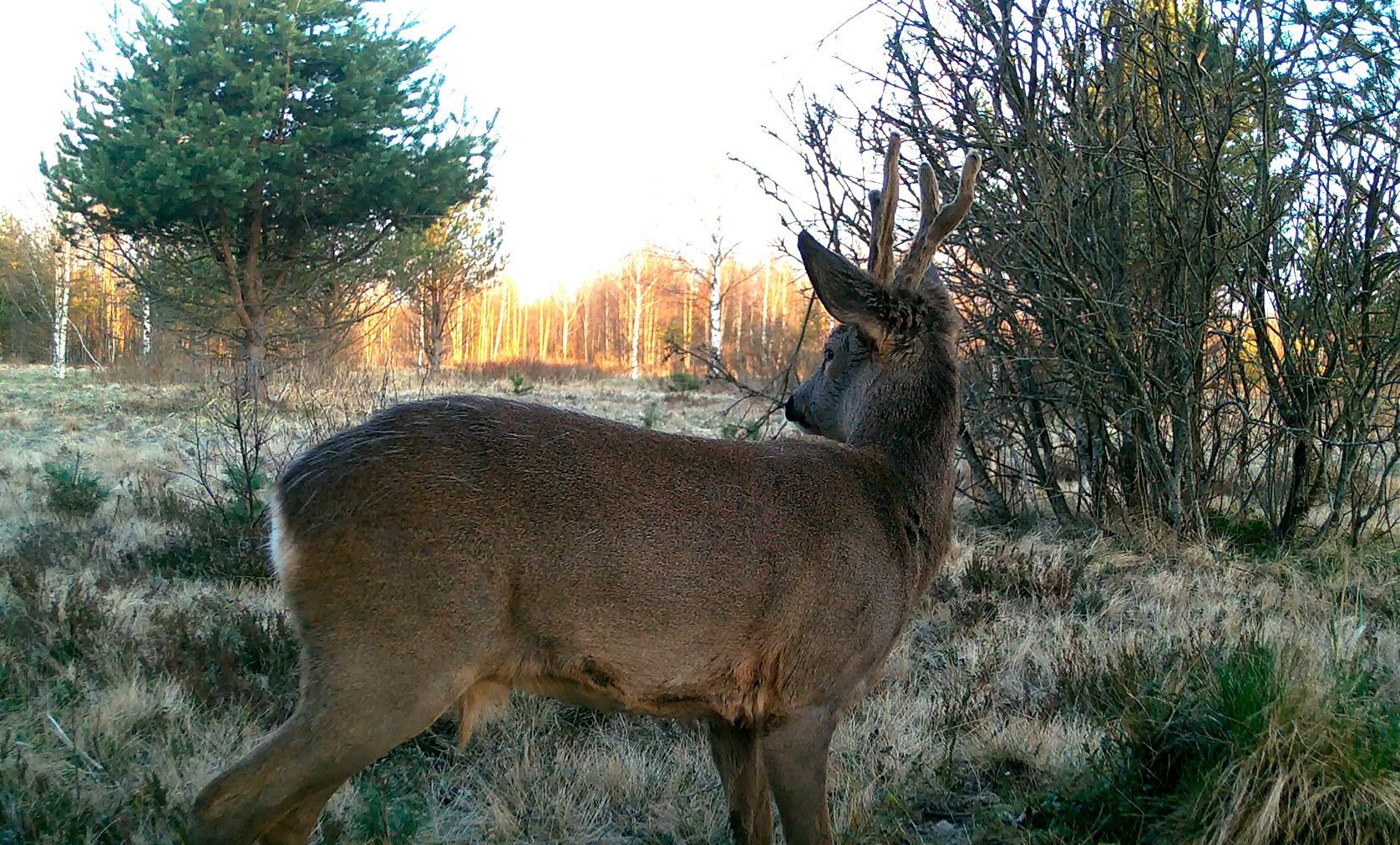 Олень с «золотыми» рогами попал в видеоловушку