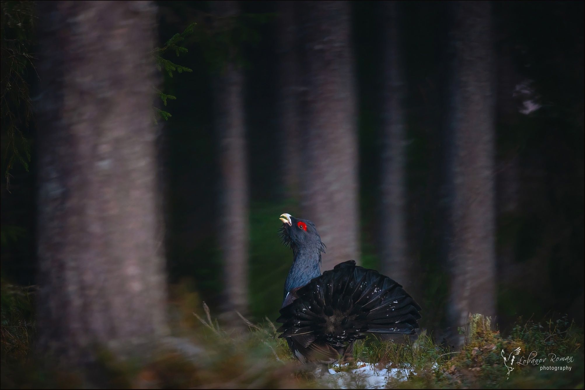 Карельский фотограф запечатлел весенние ритуалы птиц