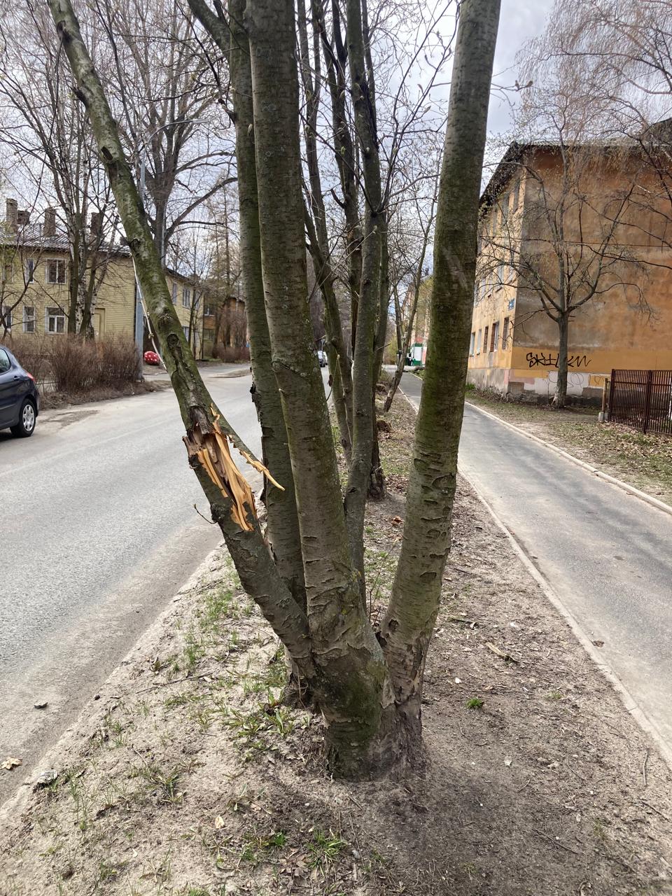 Дерево готово рухнуть на дорогу в Петрозаводске