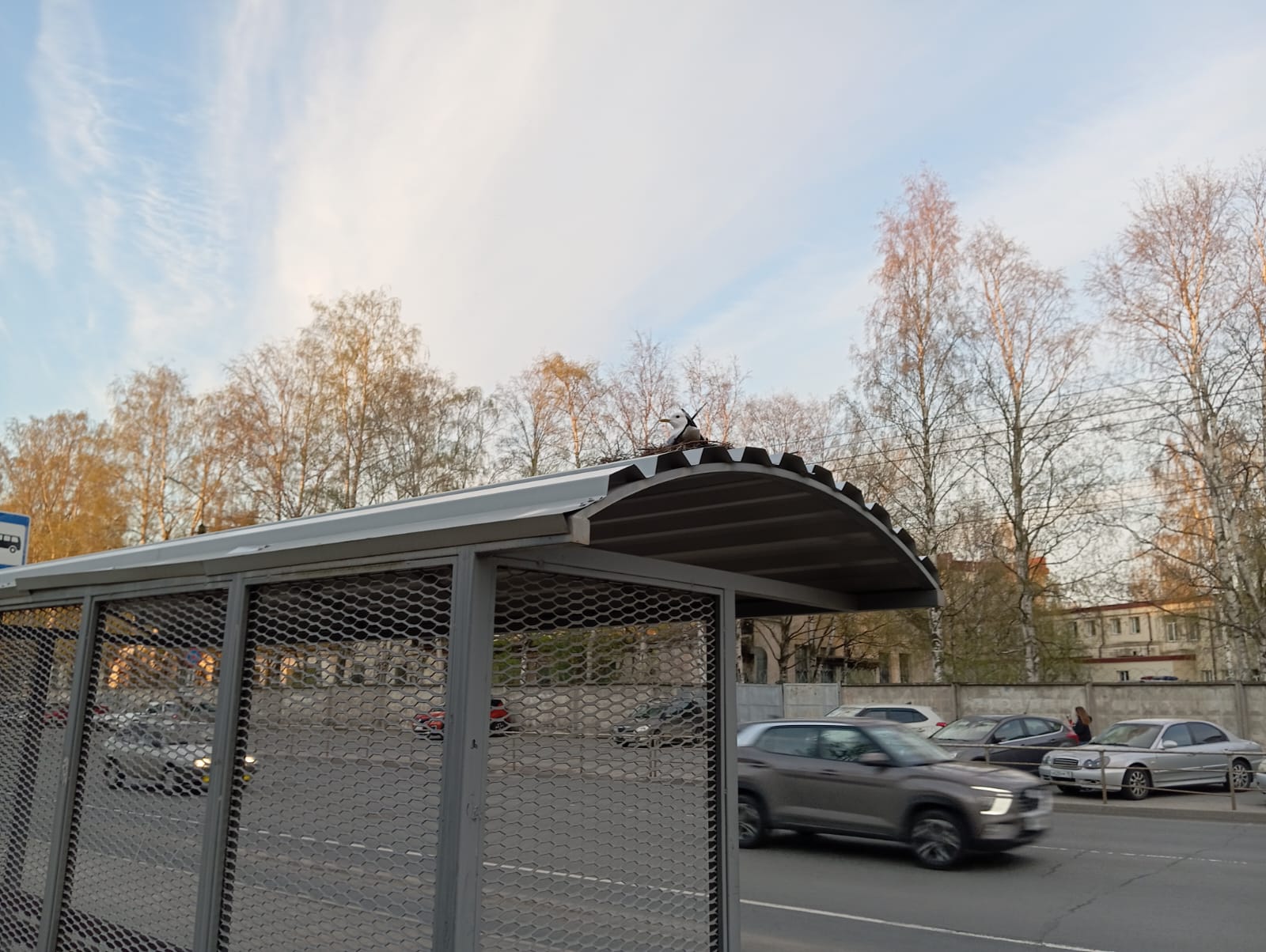 Чайка угнездилась на остановке в расширенном центре Петрозаводска