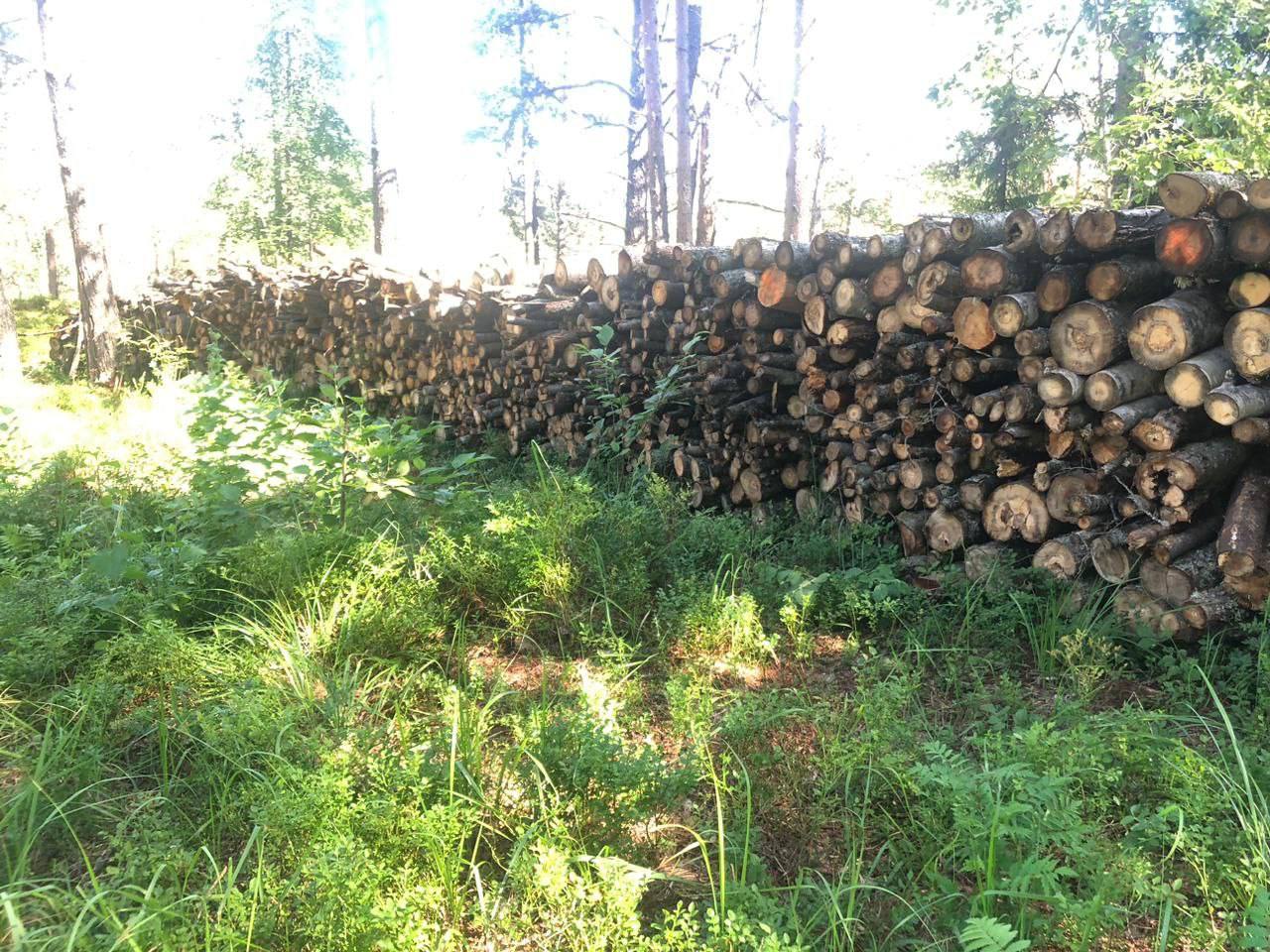 Осуждён житель Карелии, вырубивший в национальном парке Карелии осины, ивы и березы