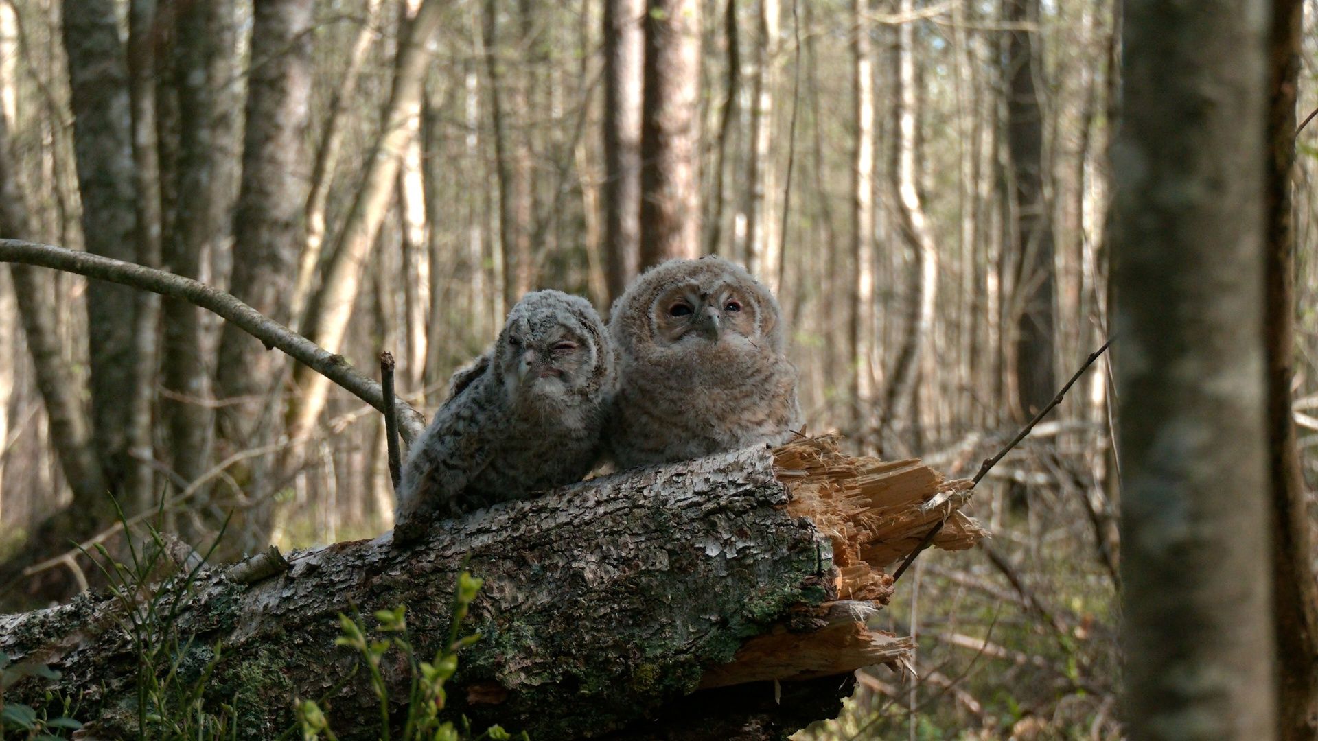 Встречи с совятами могут быть опасными для человека