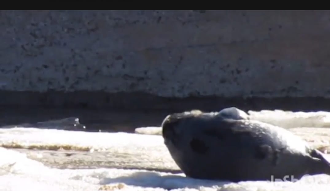«Валяется на льдине, как будто на перине»: в Беломорске тюлень умилил местную жительницу