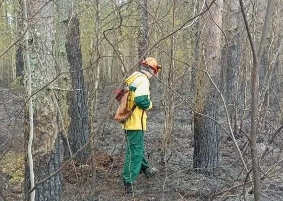 В Сегежском округе потушен первый в этом году лесной пожар