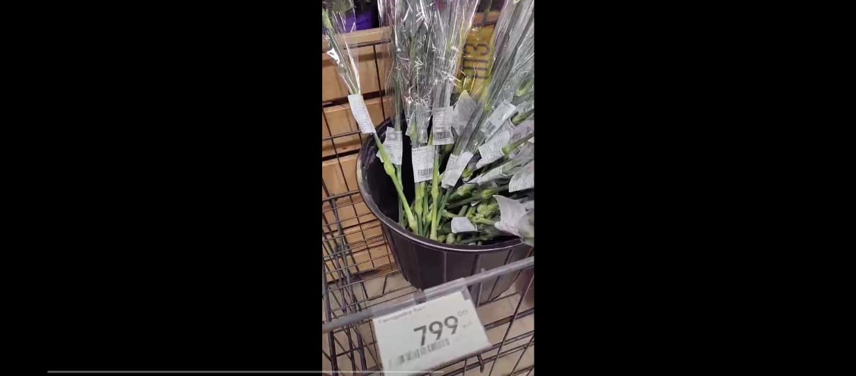 «Бриллиантовые»  гвоздики продаются в Петрозаводске