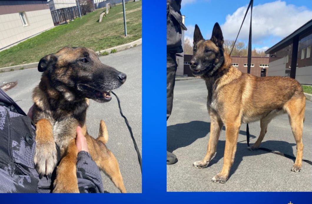 «Пенсионеру» Чарли ищут ответственных хозяев