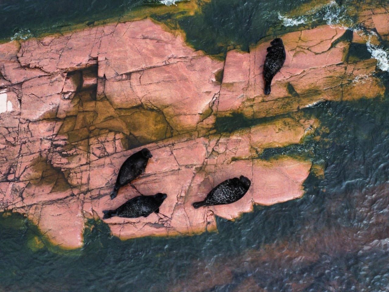 Ладожские нерпы показали, как надо отдыхать