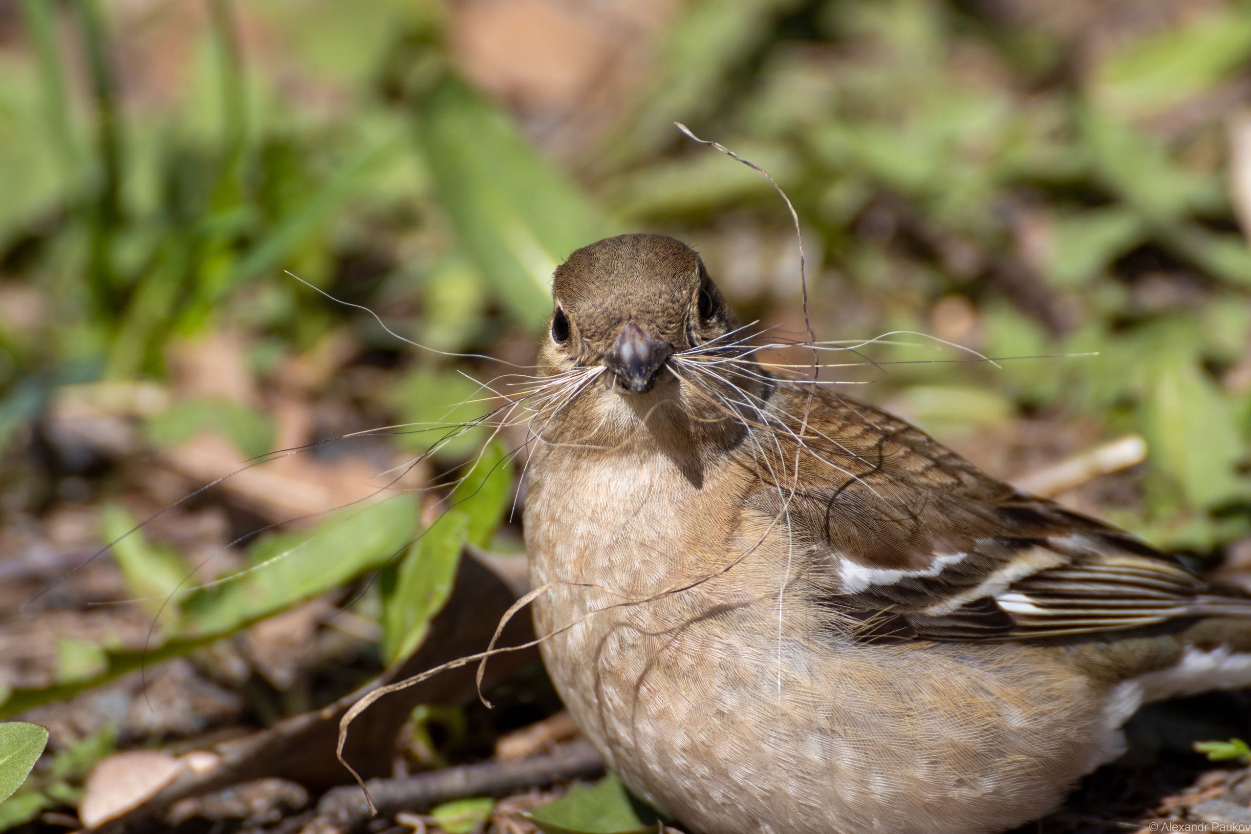 Воробьи в городах страдают от ожирения