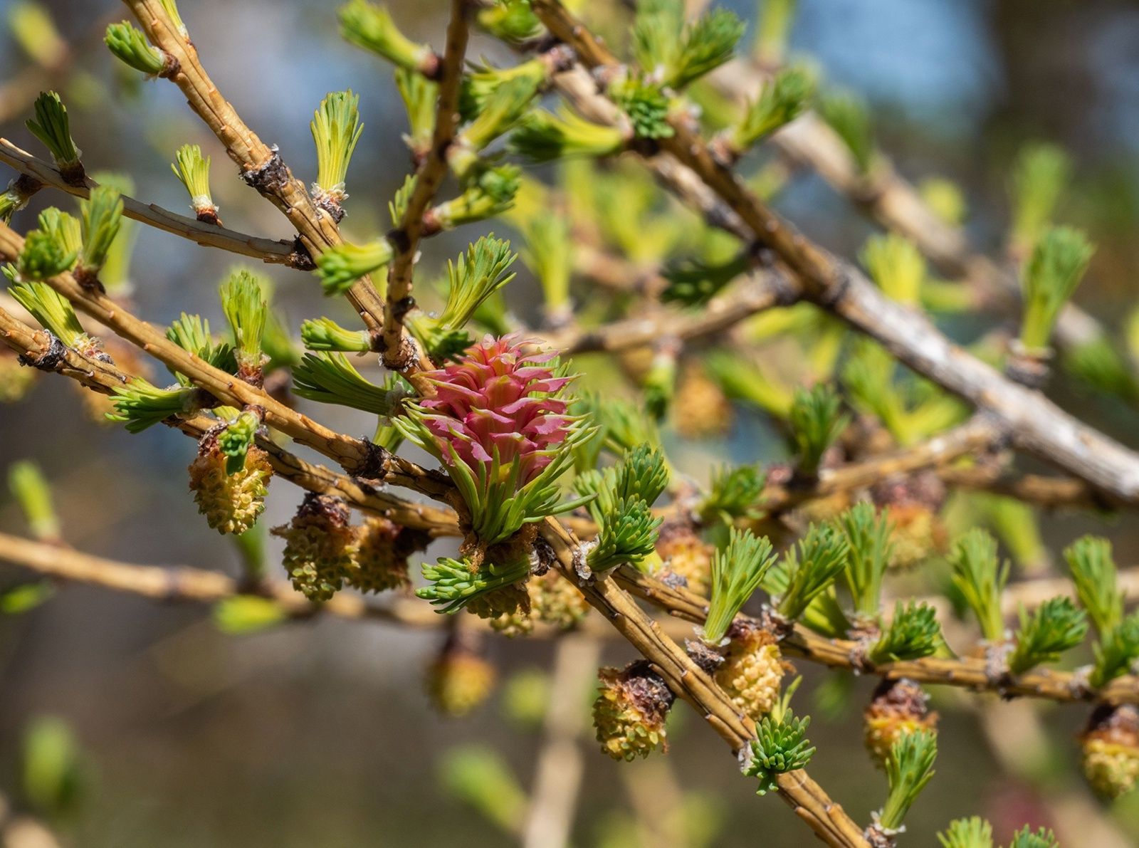 Известный карельский фотограф заснял цветущую лиственницу