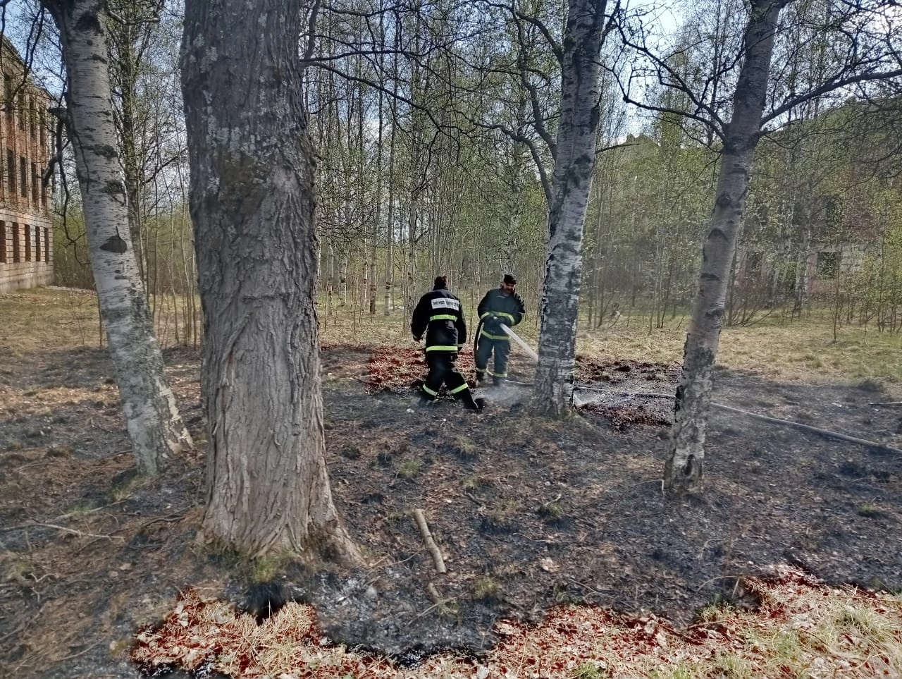 Огонь угрожал приюту для животных на севере Карелии