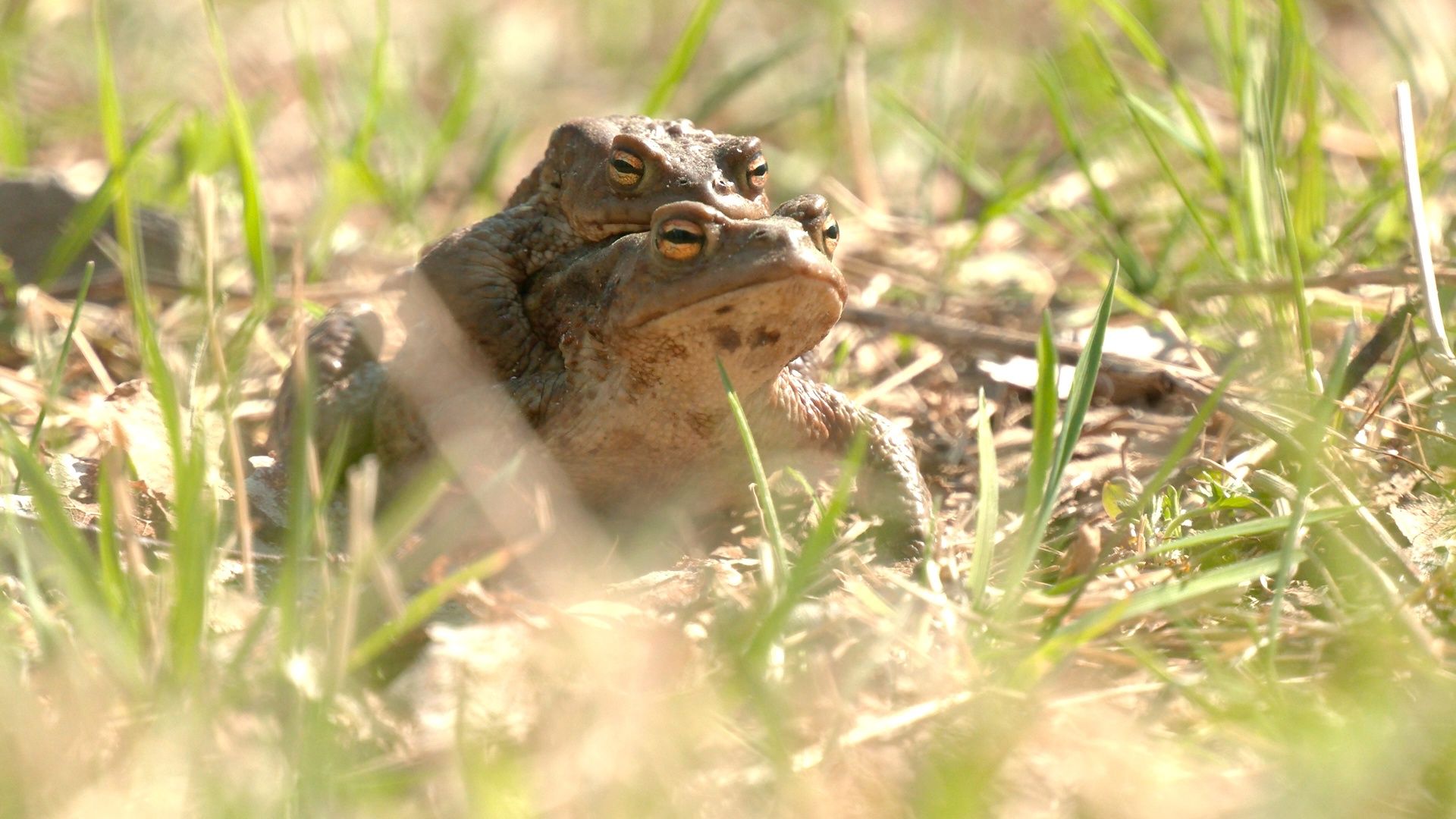 В соседнем с Карелией мегаполисе начался брачный сезон у серых жаб