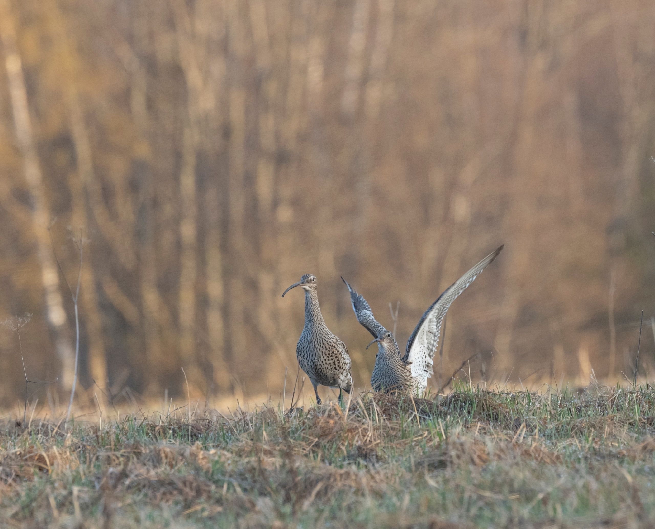 Больших кроншнепов заметили по соседству с Карелией