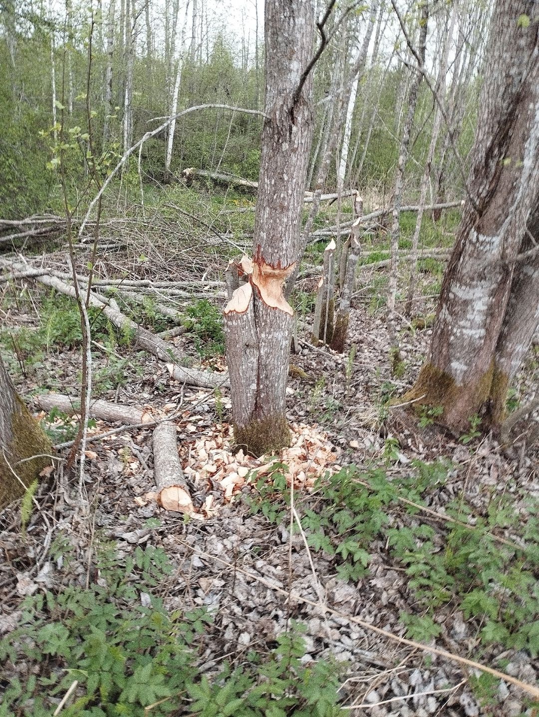 Деревья-карандаши: на даче у главного редактора журнала «Север» завелись бобры и расцвели тюльпаны