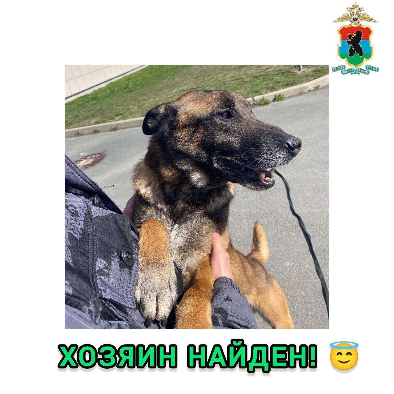 «Пенсионер» Чарли обрел хозяина, а 10-летняя Байра ждет своего человека