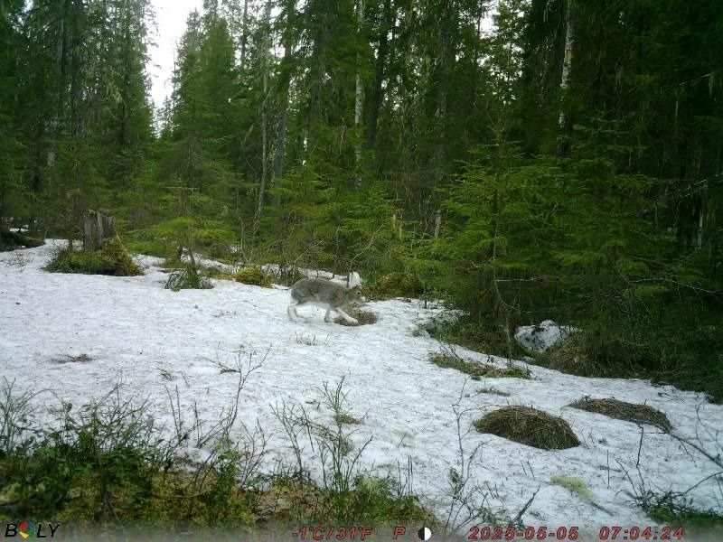 Карельский фотограф поделился результатом эксперимента с фотоловушкой