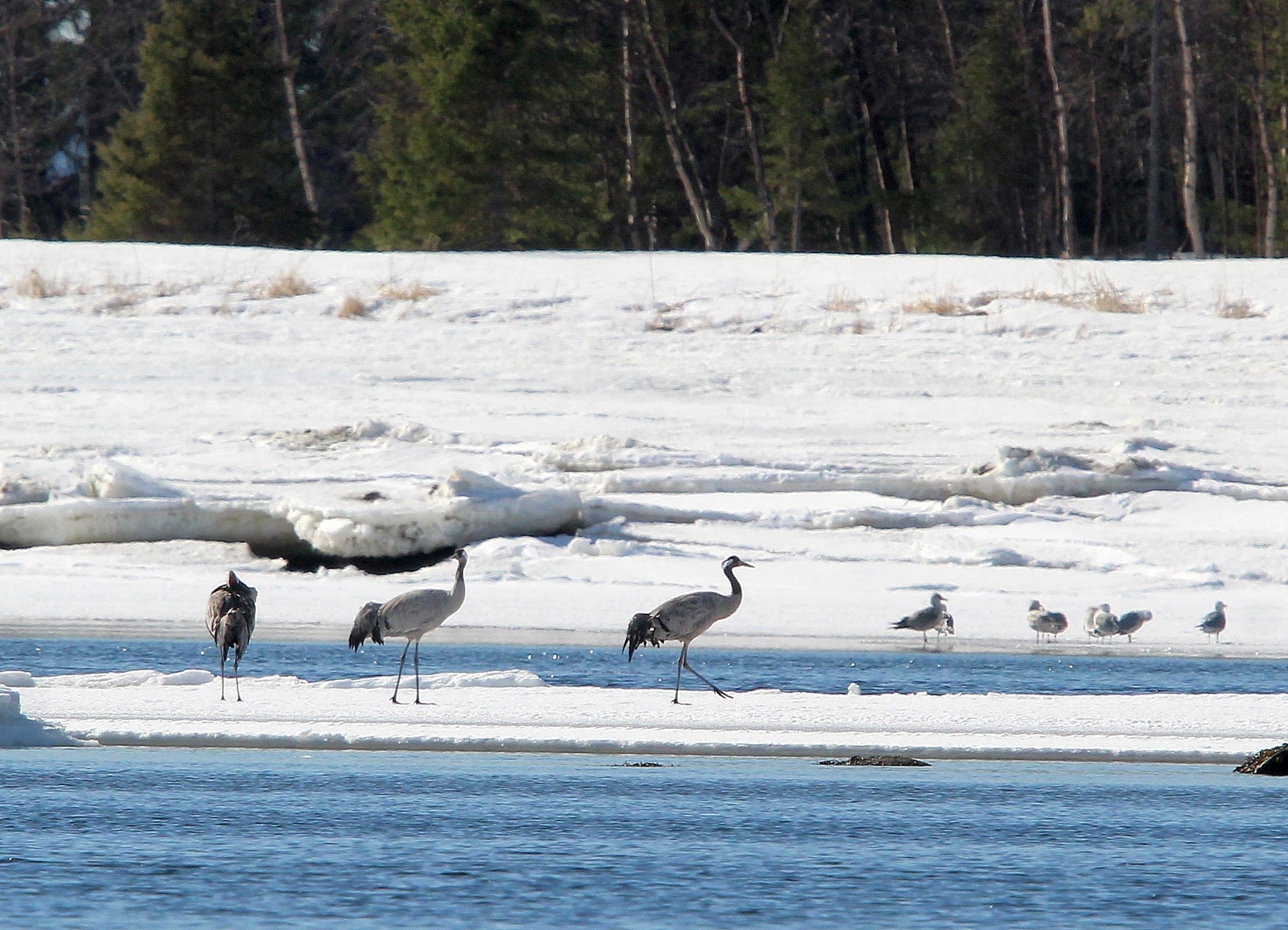 Редких птиц из Красной книги заметили в Карелии