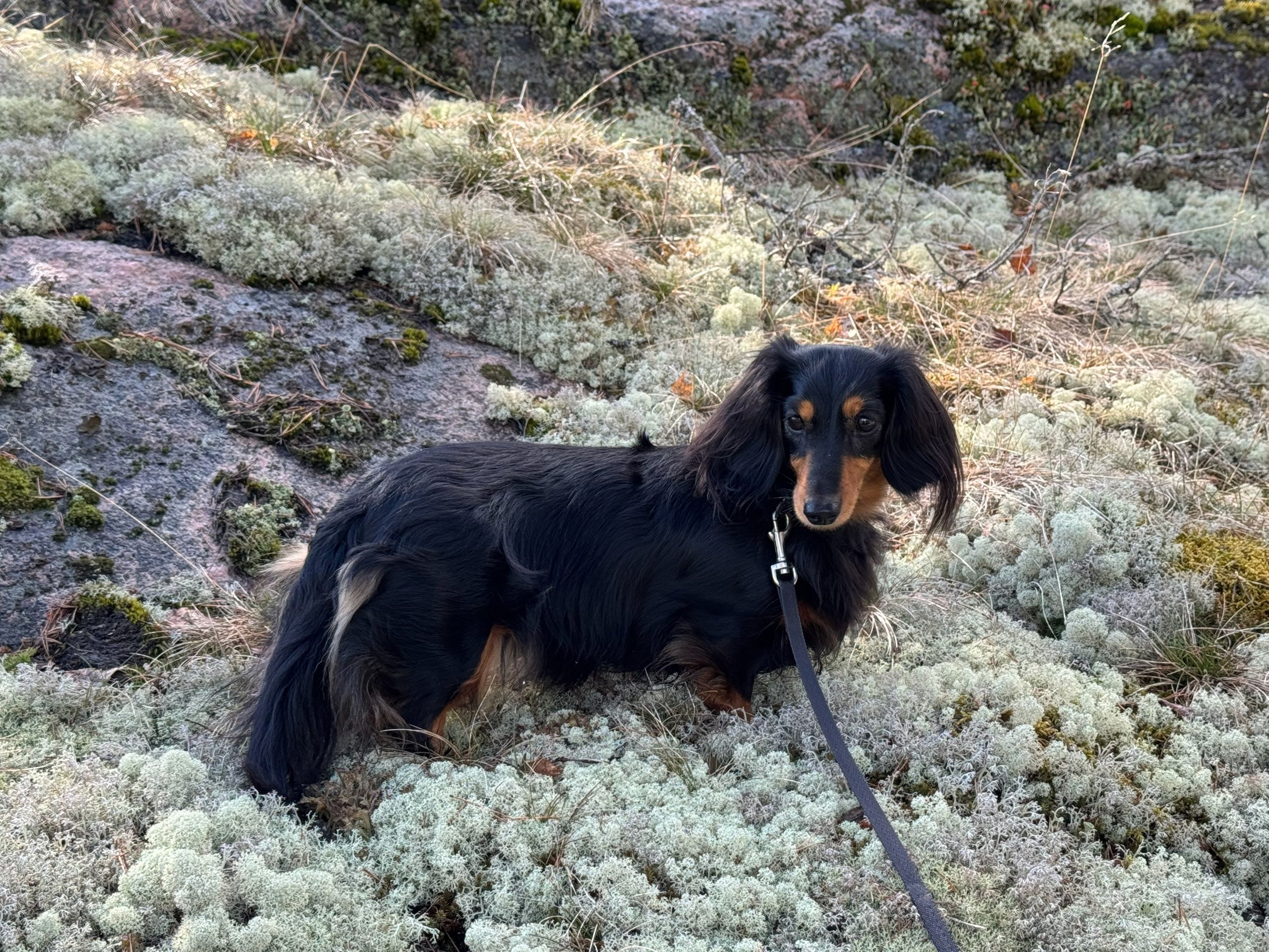 На юге Карелии уже активизировались клещи