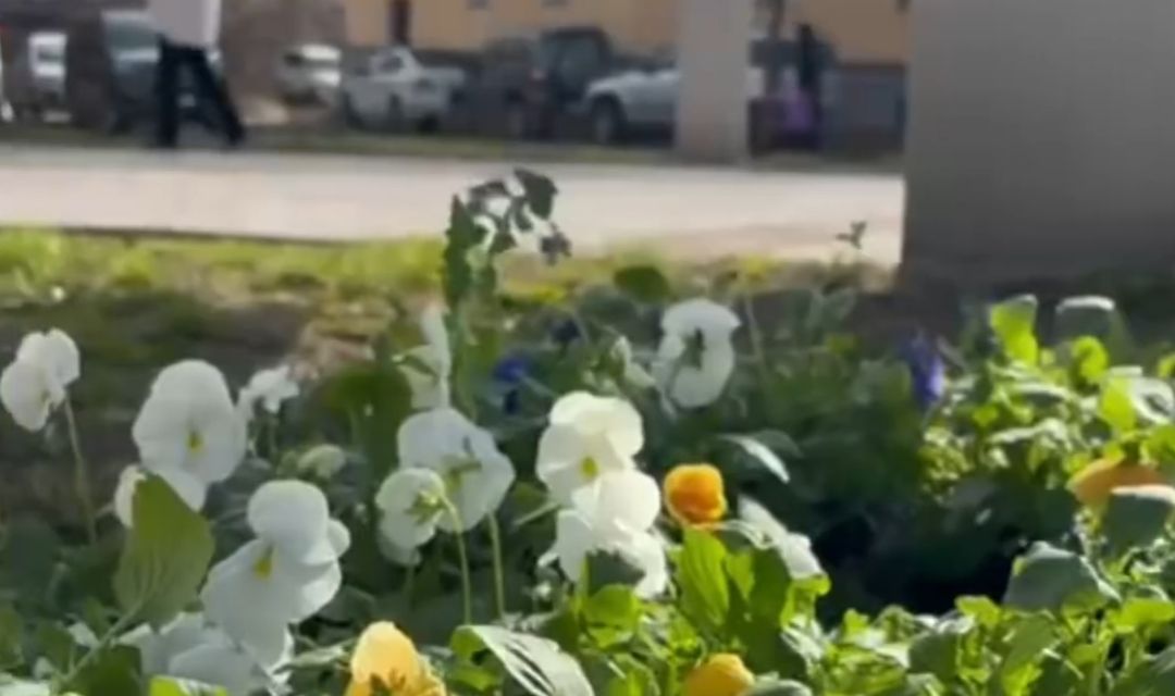 Глава Петрозаводска назвала места, где установлены новые клумбы