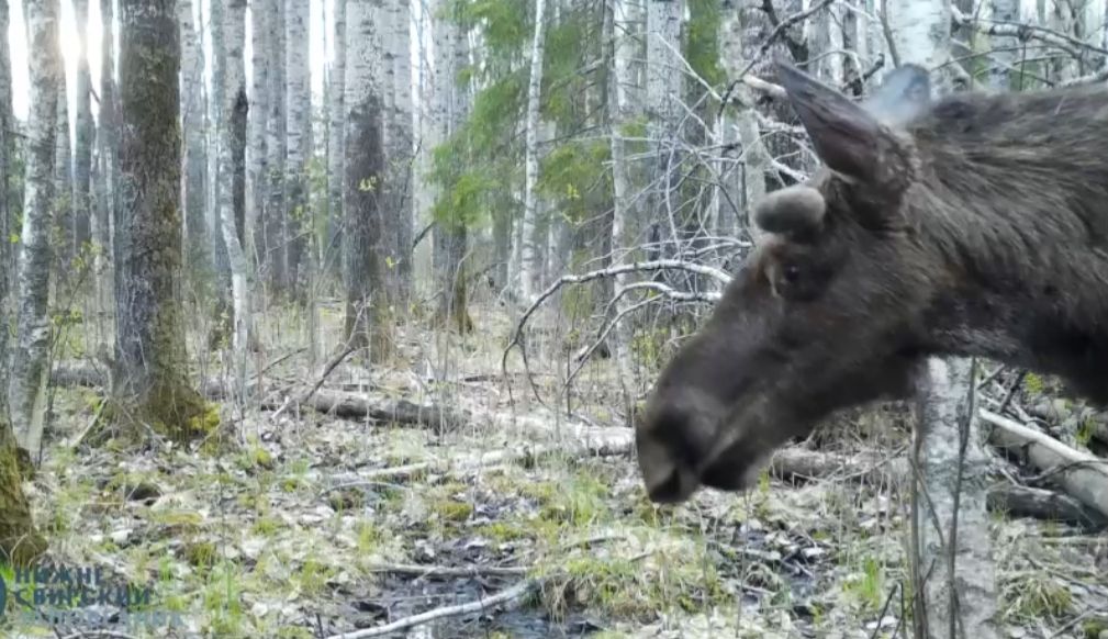 Лосиный марафет попал в камеру наблюдения заповедника на границе с Карелией