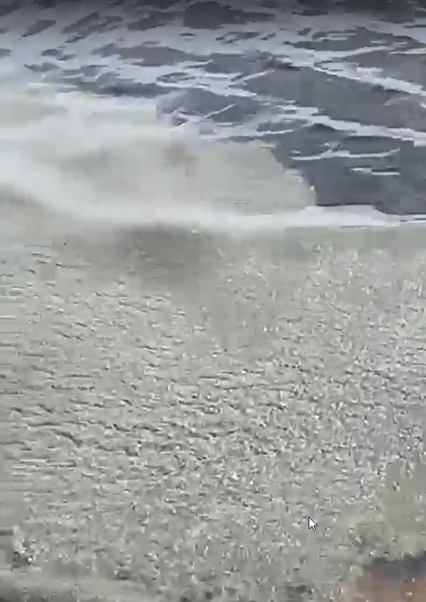 «Что творится с берегом?»: Онежское озеро в Петрозаводске покрыли полчища личинок