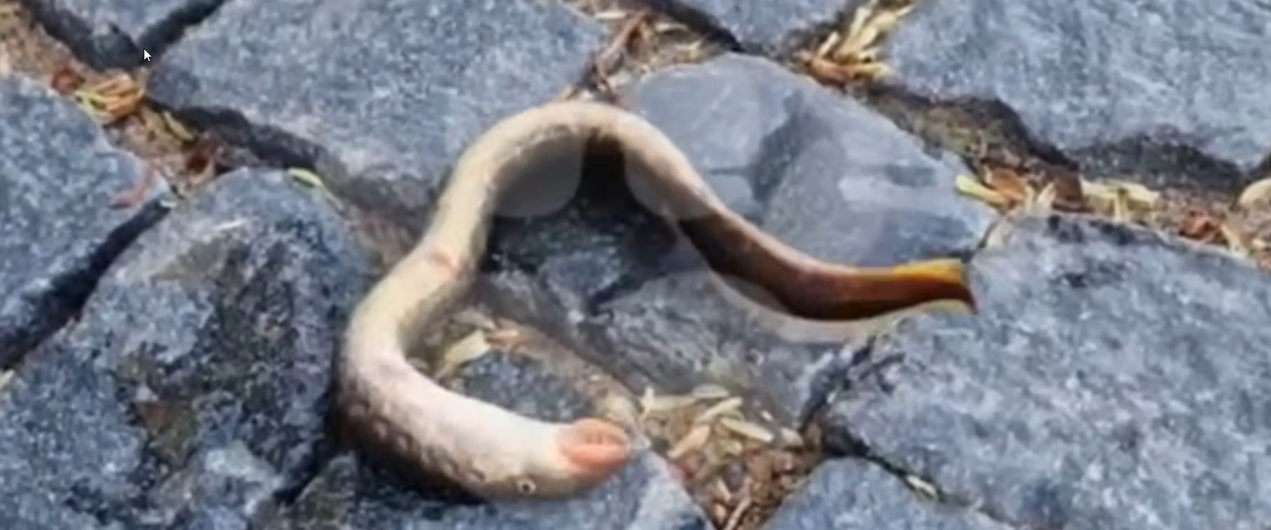 Извивающийся древний хищник упал с неба рядом с Карелией