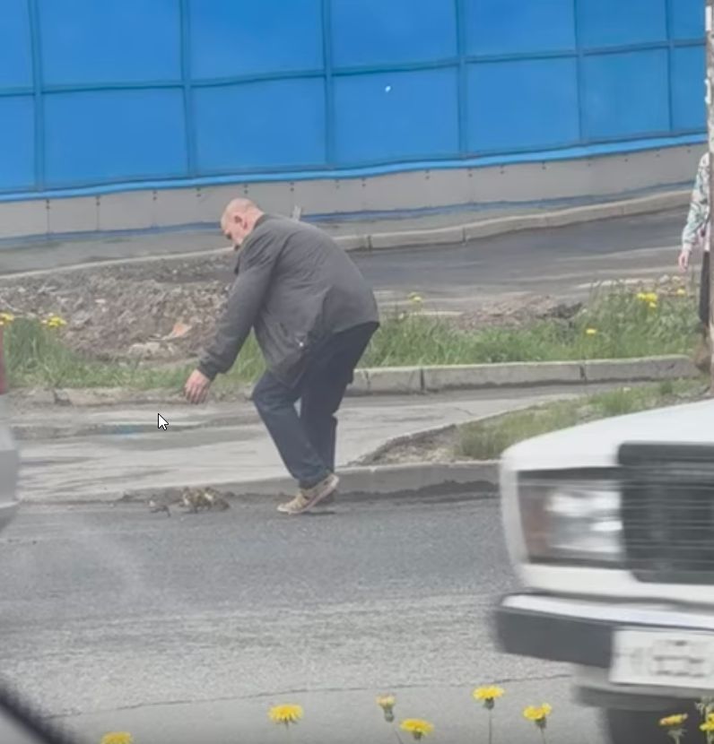 «Самое доброе за сегодня!»: водитель в Петрозаводске помог многодетной маме-утке перейти дорогу с оживленным движением