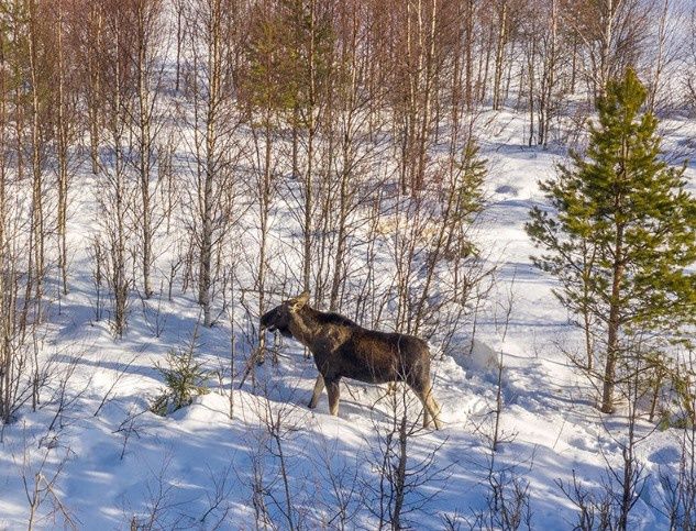 Рядом с Петрозаводском встретили лосей (видео)