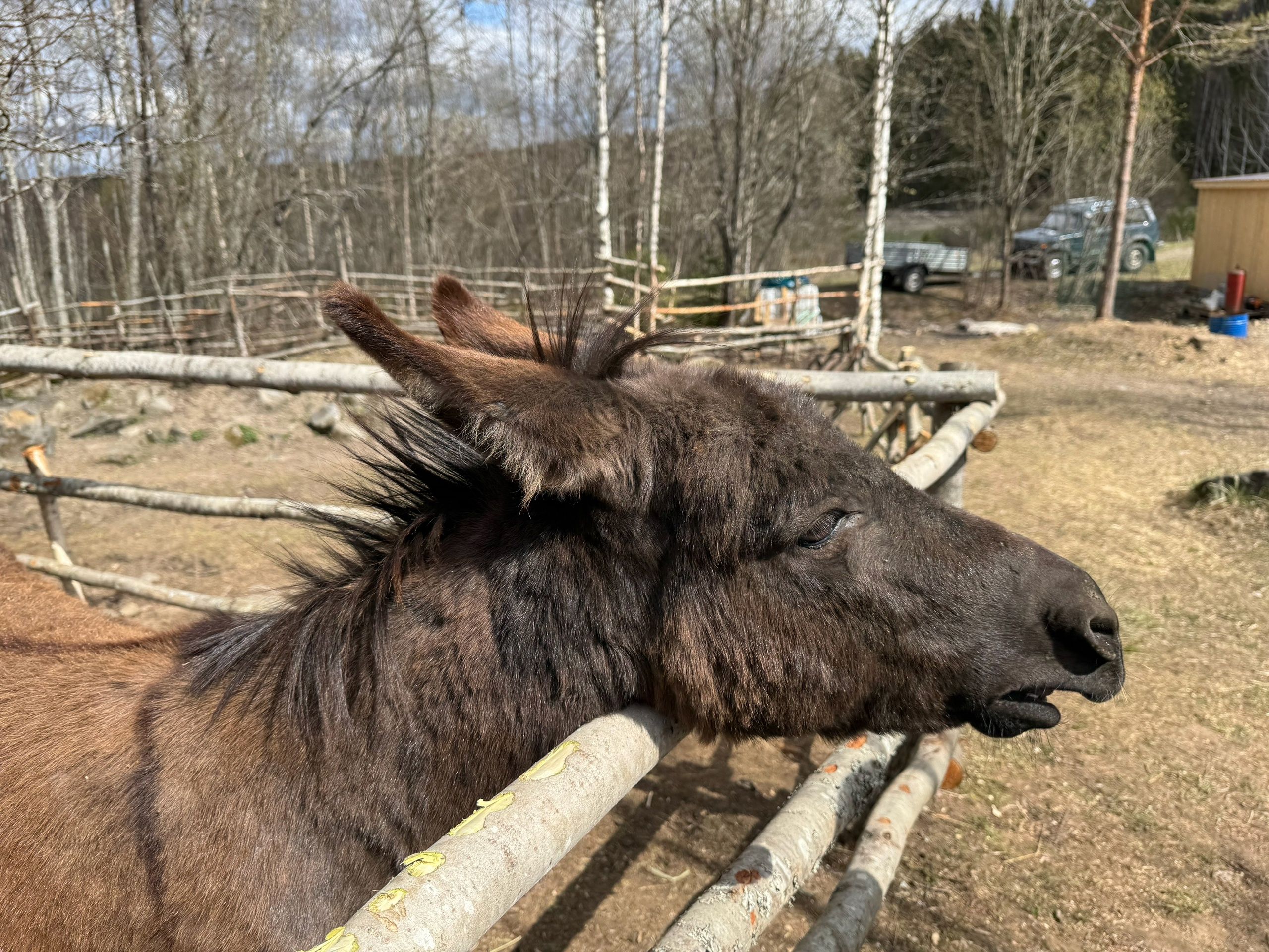 Узнали, где в Карелии можно покормить зверят и прикоснуться к истории