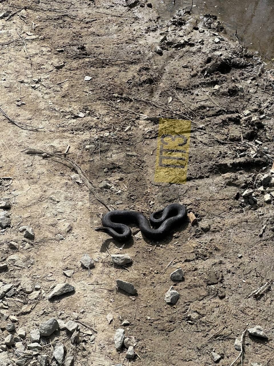 Гадюки напугали жителей Петрозаводска у популярного гипермаркета