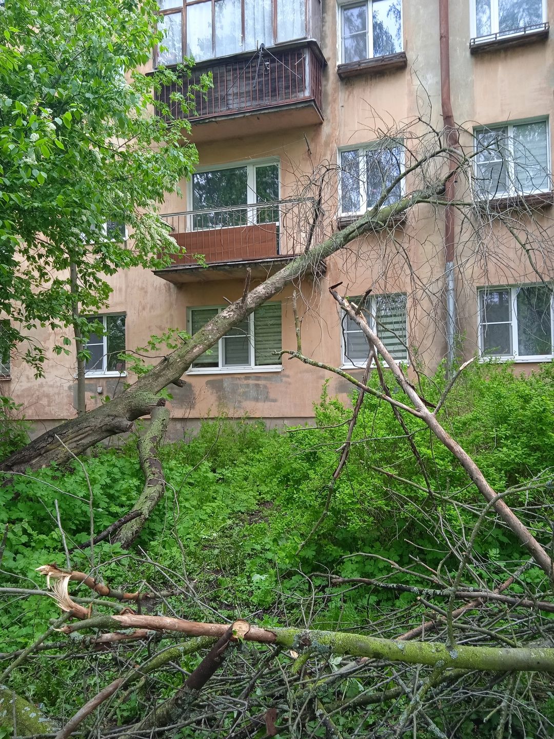 Аварийное дерево обрушилось на жилой дом в Петрозаводске